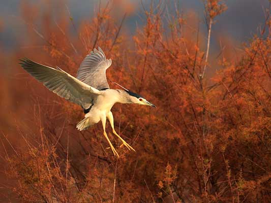 Ley del Patrimonio Natural y la Biodiversidad prima la protección ambiental sobre el urbanismo